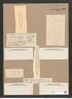 Scoliopleura antillarum (Cleve et Gr.) Pell. (de-Toni-Nr.: Genus 14, Species 1115) Zeichnungen Sammlung Grunow Nr. 2201 (NHMW-BOT-W0369279)